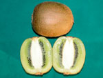 actinidia